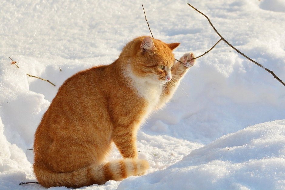 Рыжий кот в снегу