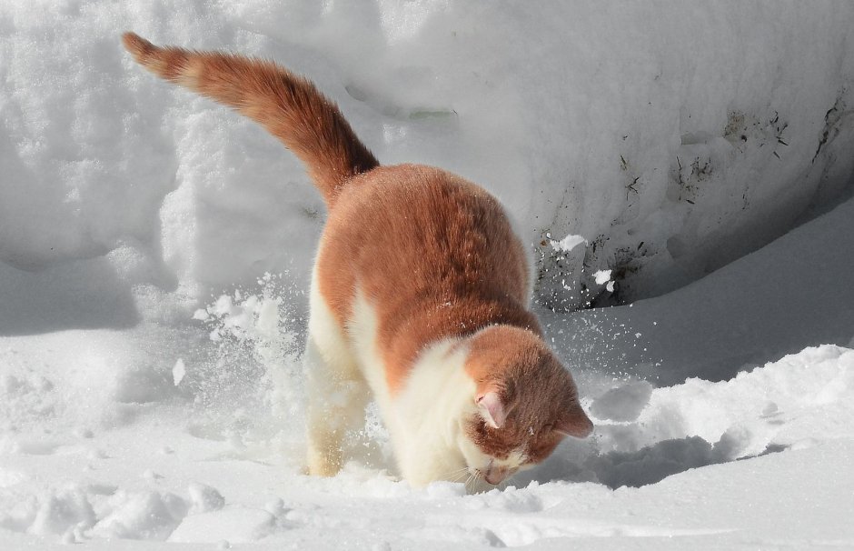 Котики играют в снежки