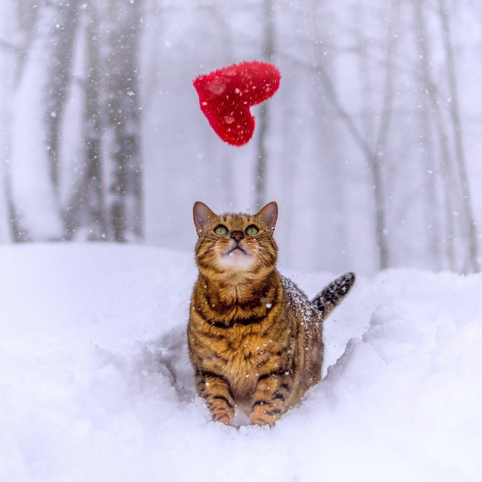 Котик с сердечком на снегу