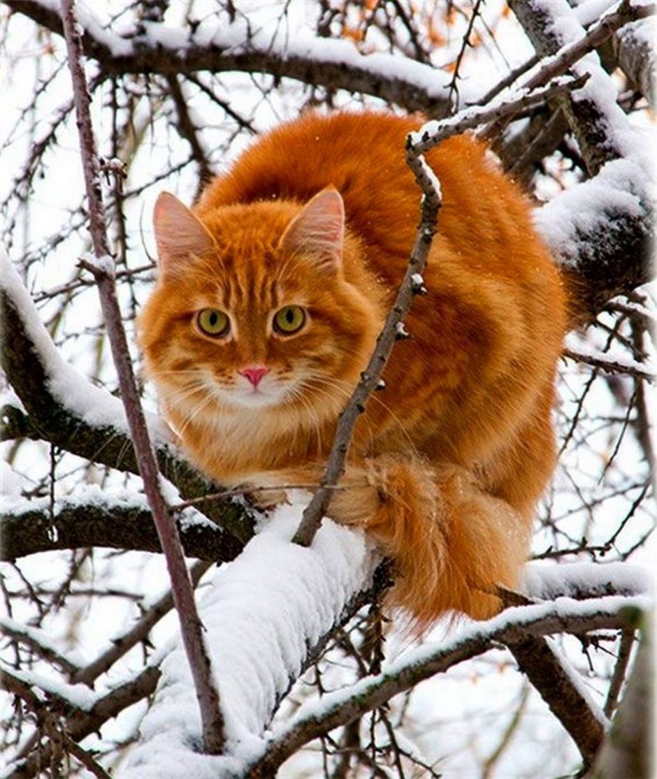 Рыжие коты на снегу