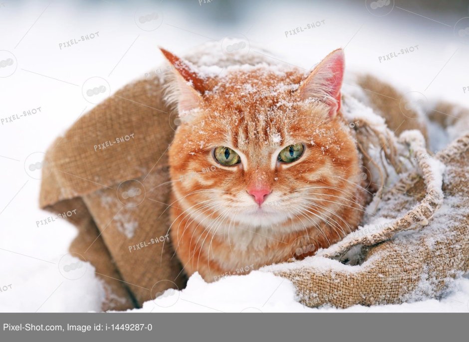 Рыжий кот в снегу