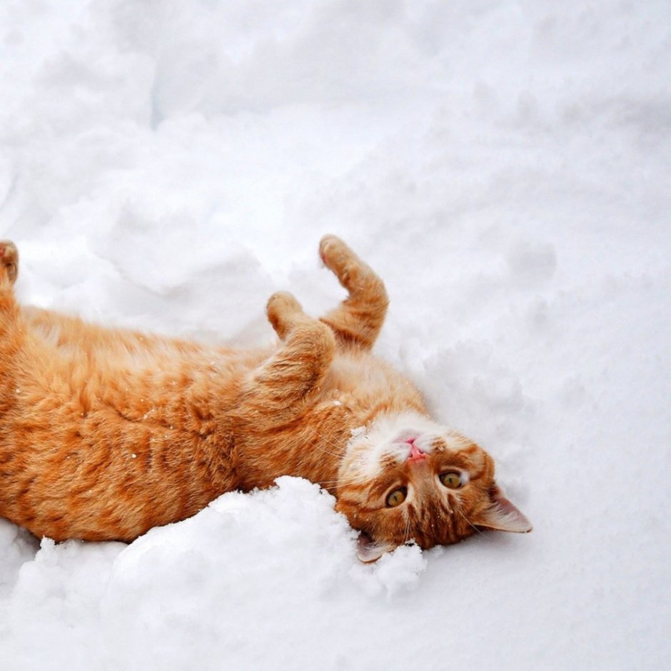 Cat enjoy