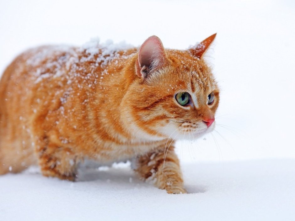 Рыжий кот зимой