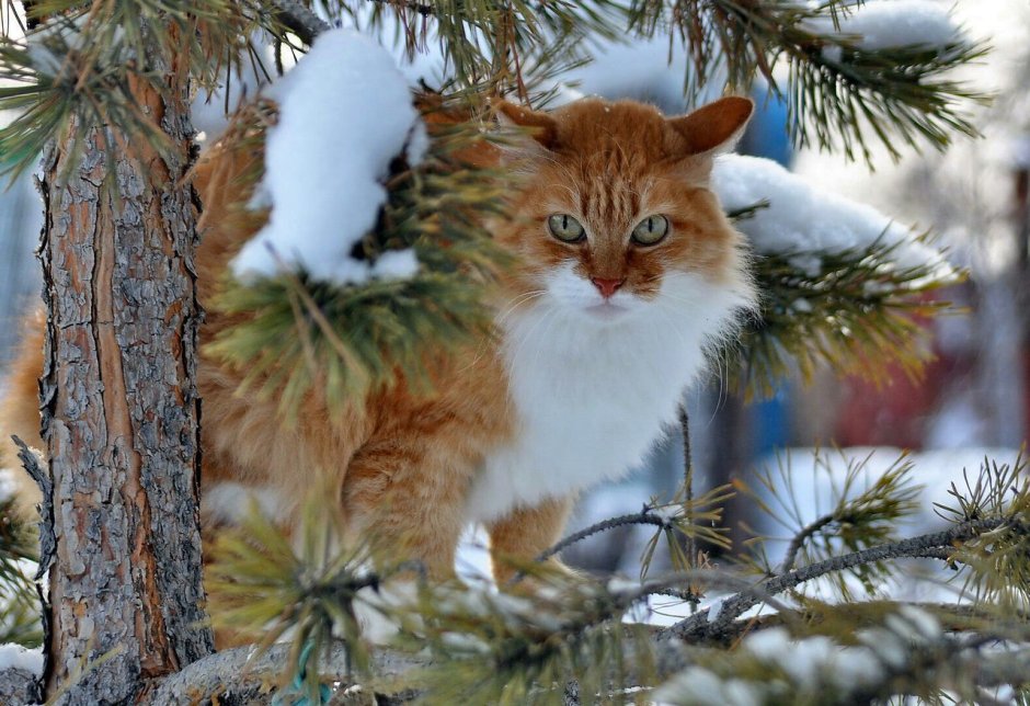 Зима животные