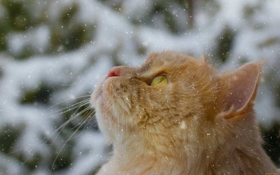 Рыжие коты зимой