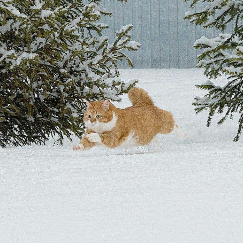 Рыжий кот в снегу