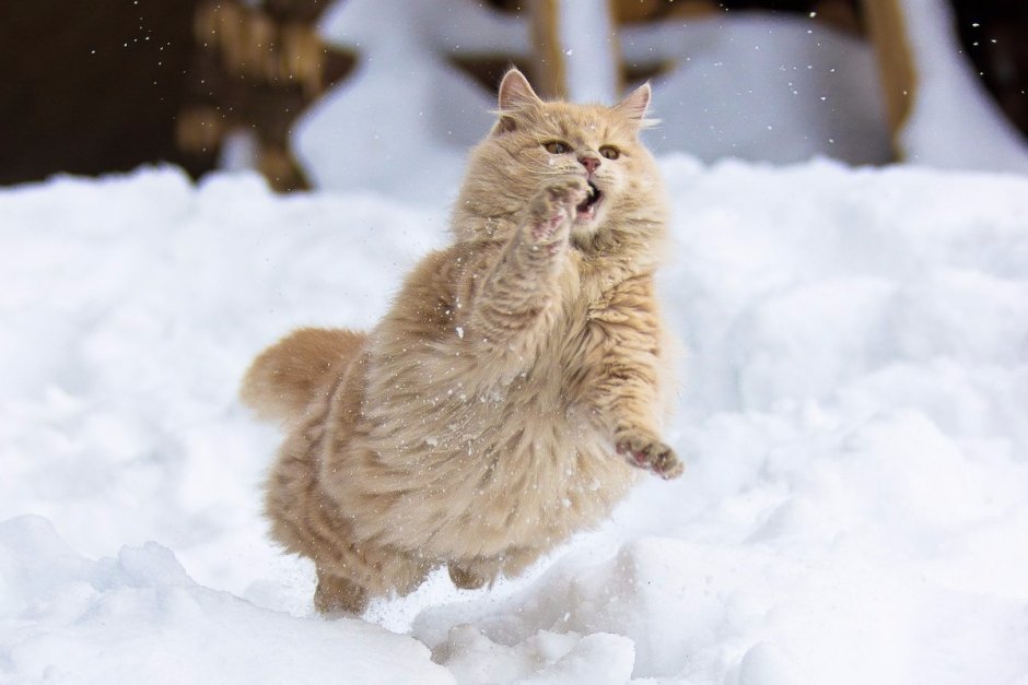 Коты в снегу