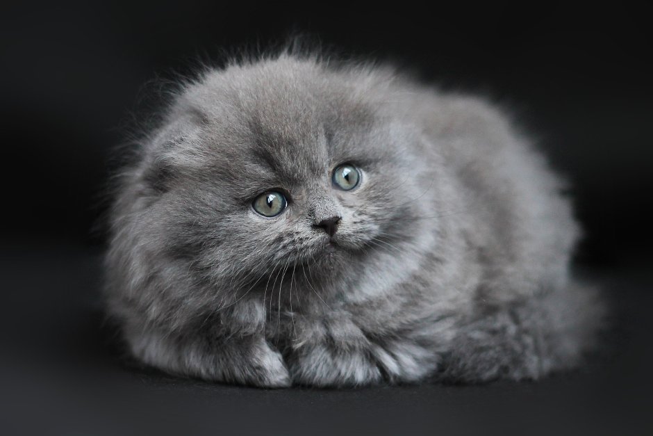 Скоттиш фолд серый пушистый