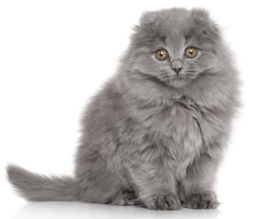 Highland Fold кошка