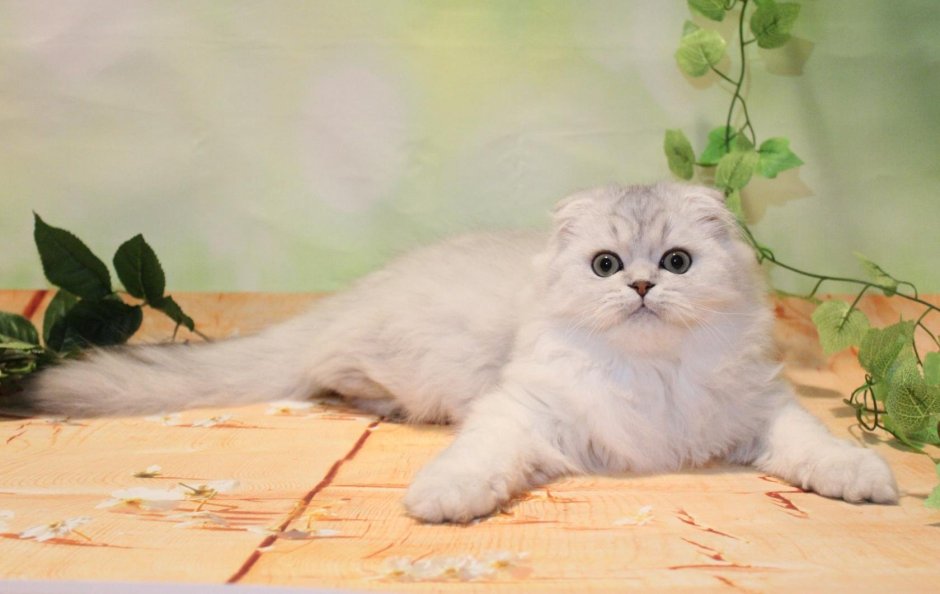 Скоттиш фолд длинношерстный