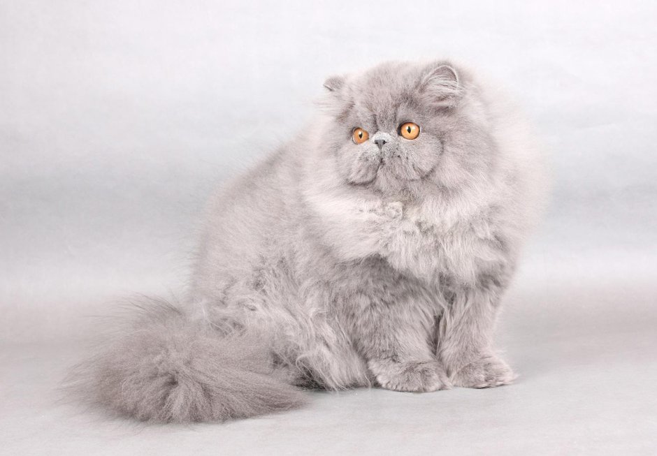 Британская длинношёрстная кошка