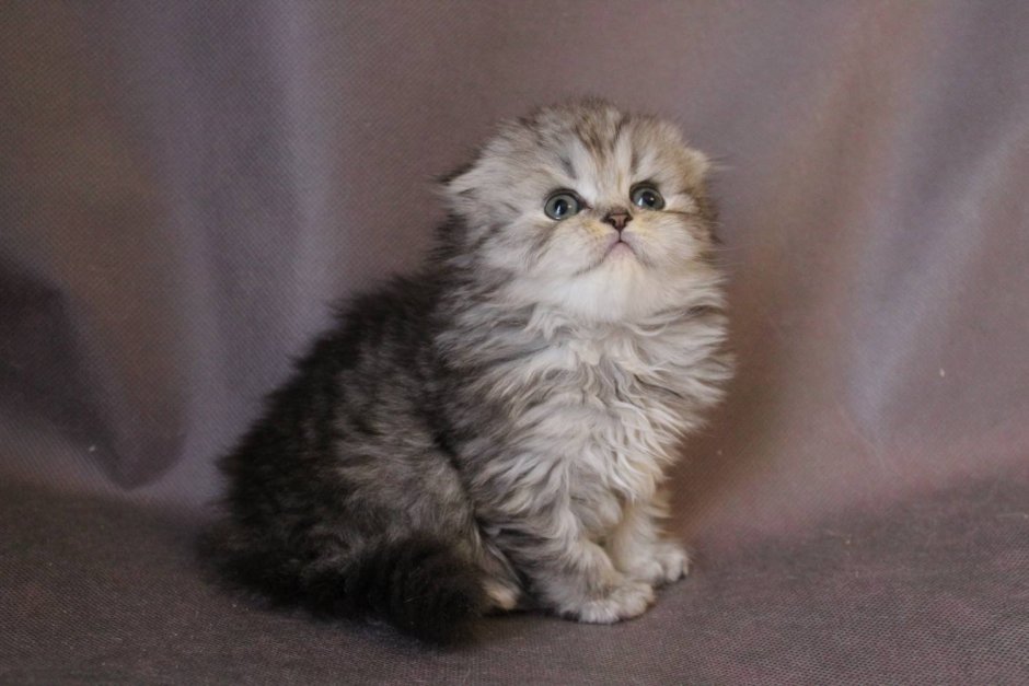 Шотландская вислоухая кошка длинношерстная