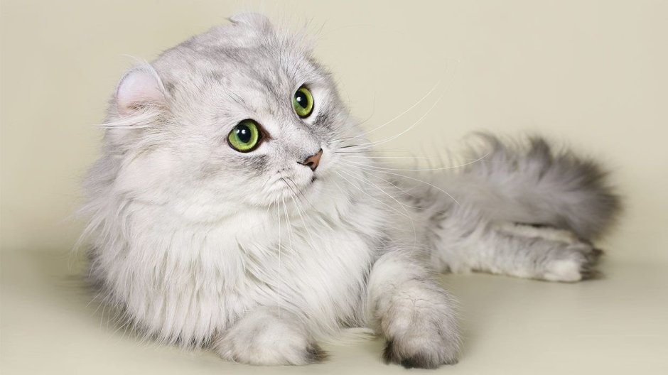 Кошка американский керл