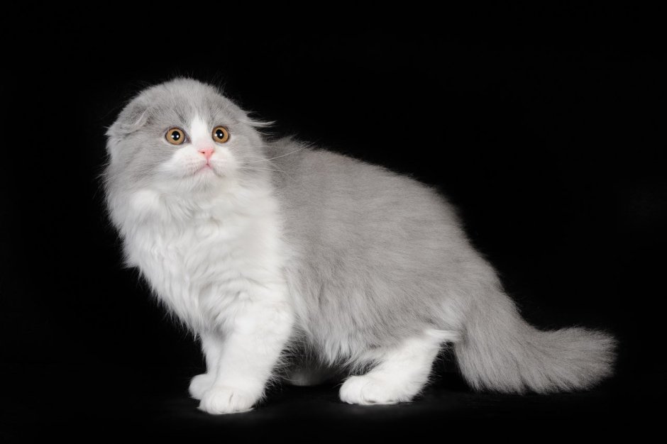 Вислоухий длинношерстный кот британец