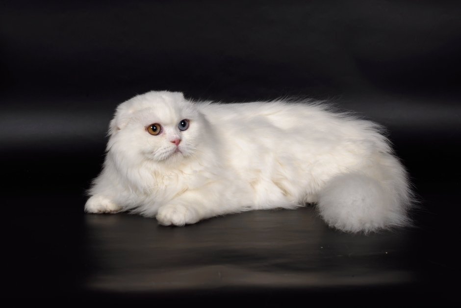 Шотландская вислоухая кошка хайленд фолд