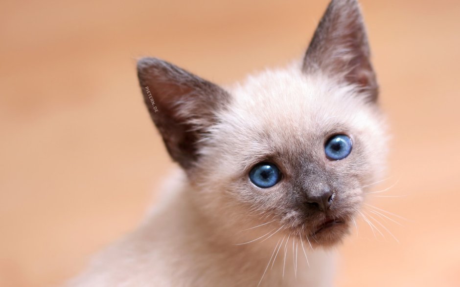 Сиамский кот котенок