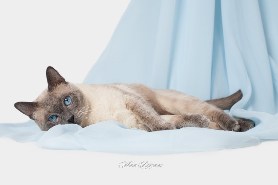Сиамская кошка серая