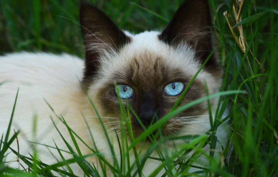 Сиамская кошка