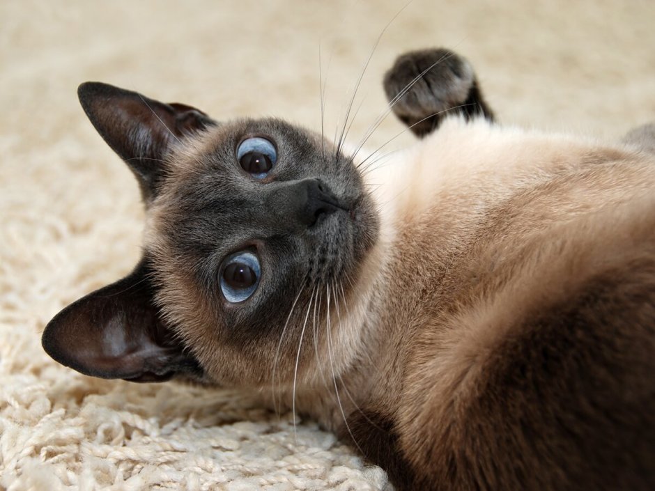 Сиамская кошка котенок