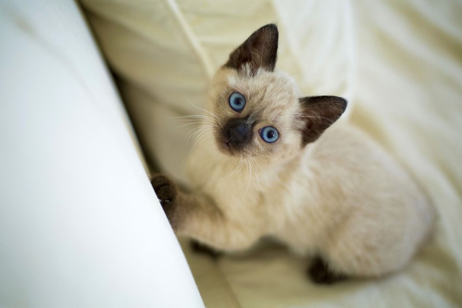 Сиамская кошка