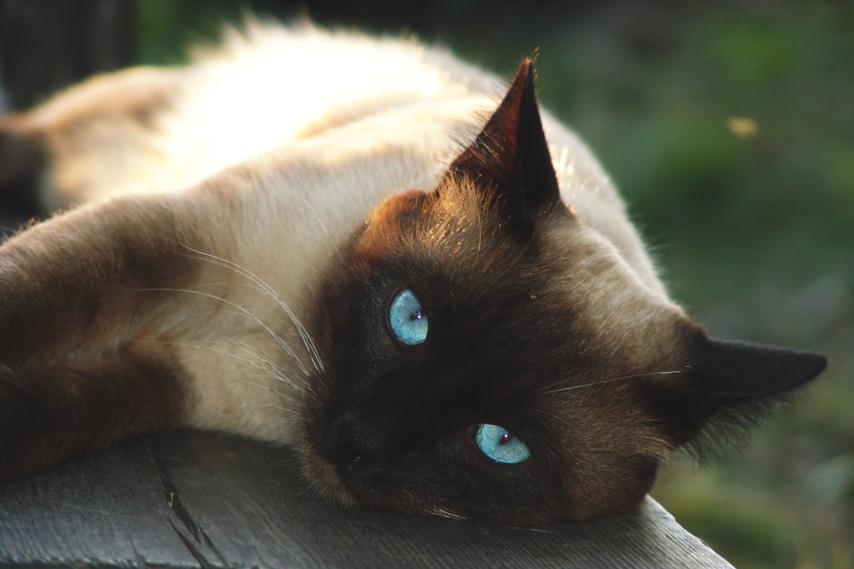 Сиамская кошка