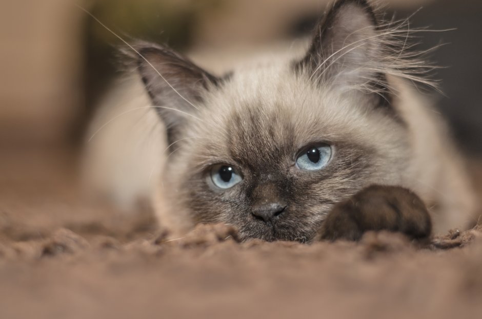 Сиамская кошка котенок