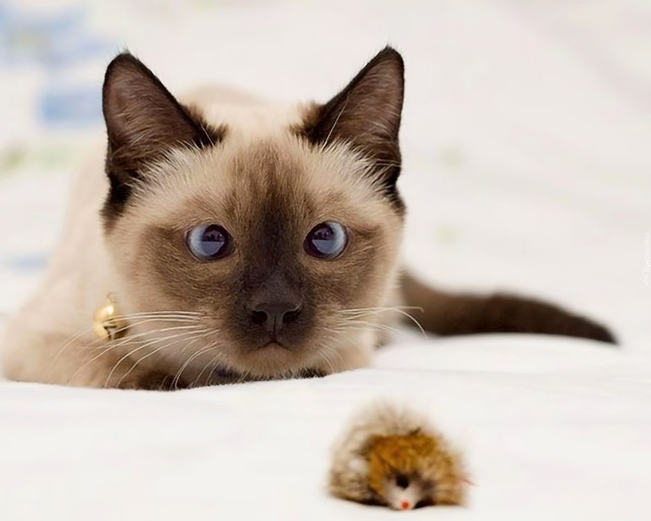 Сиамская кошка