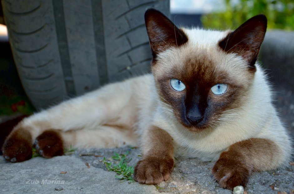 Сиамский кот чистокровный