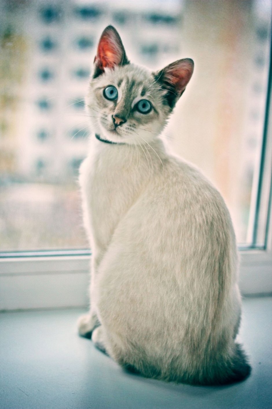 Балинезийская кошка короткошерстная