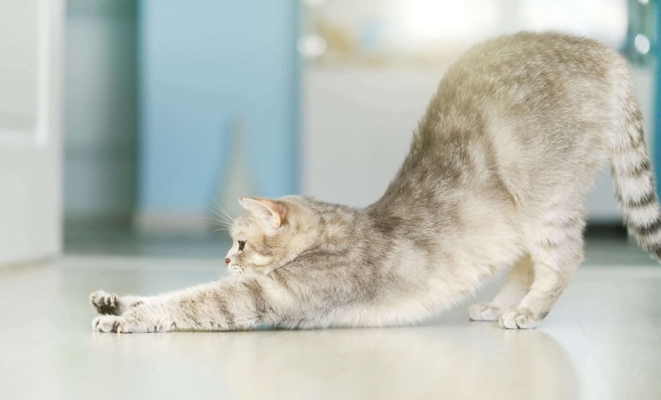 Кошка тянется