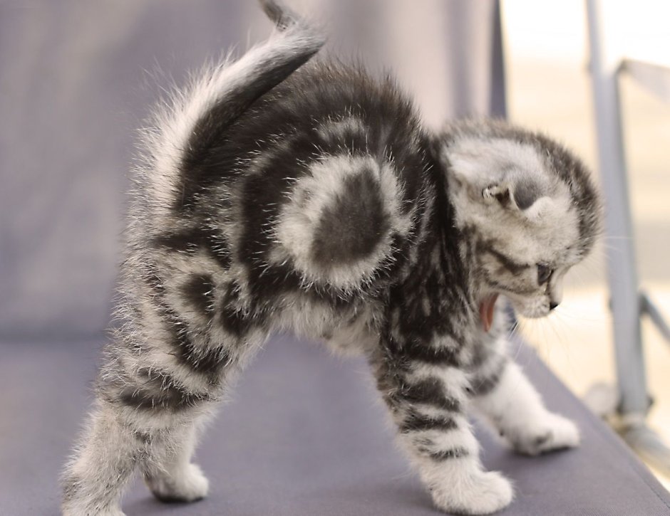 Котенок потягивается