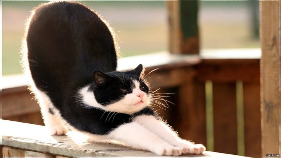 Кошка тянется
