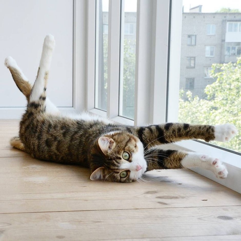 Кот Рекси инвалид