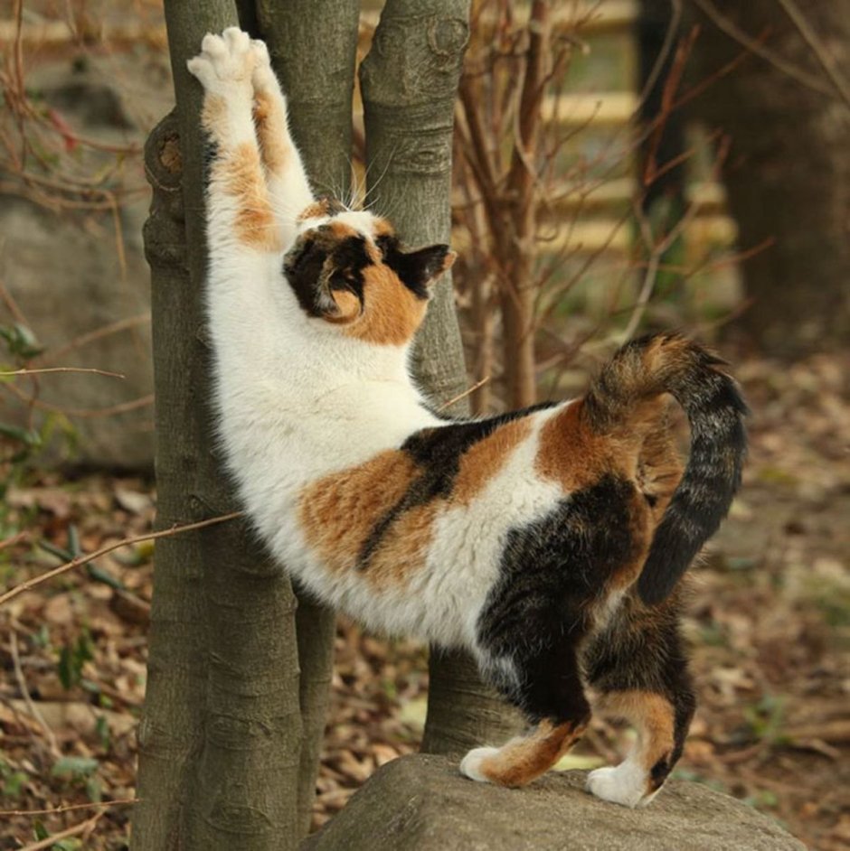 Кот потягивается