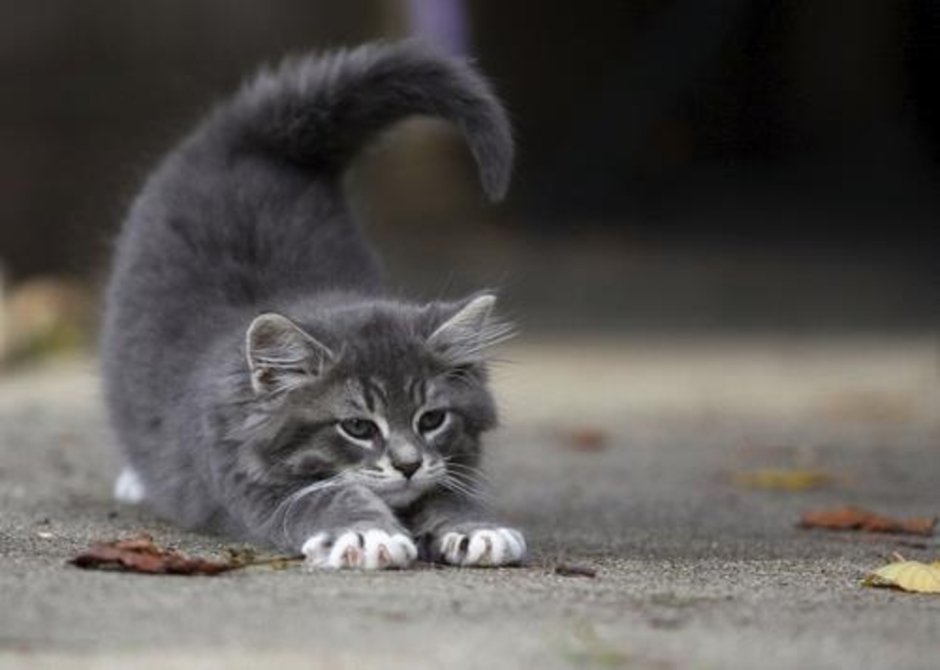 Котик потягивается