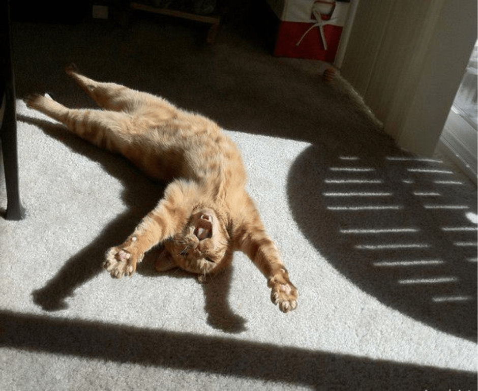 Котенок подтягивается