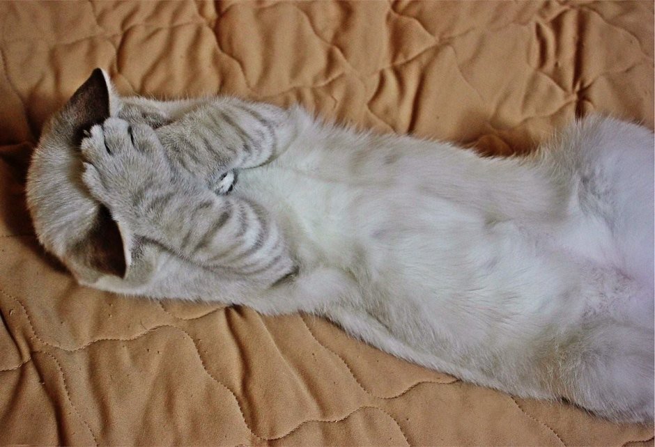 Кошка проснулась
