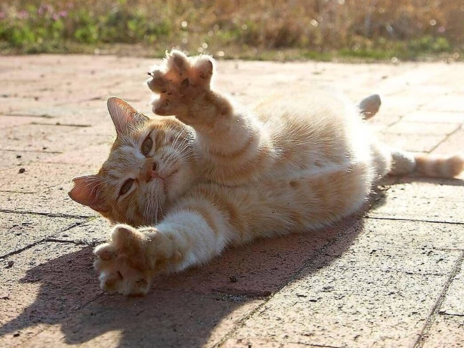 Котик нежится в кроватке