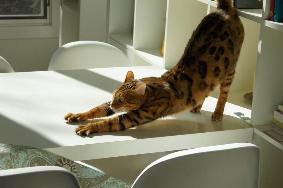 Кошка тянется