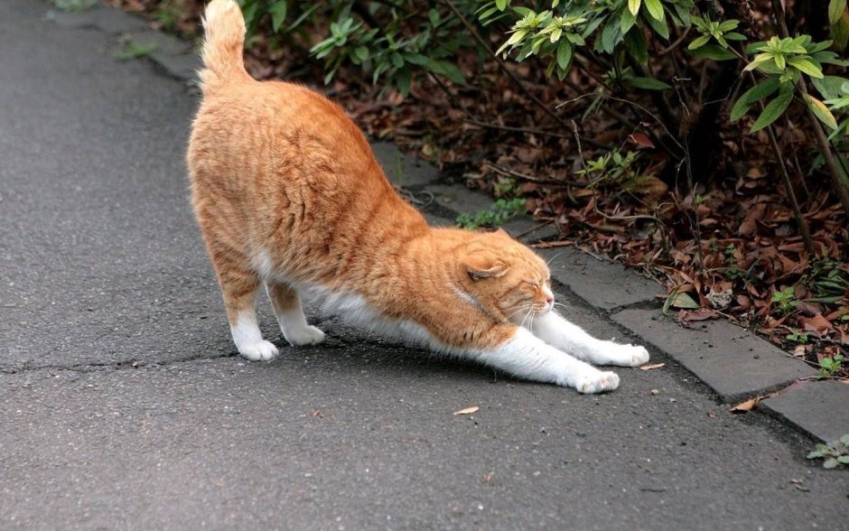 Кошка изгибается