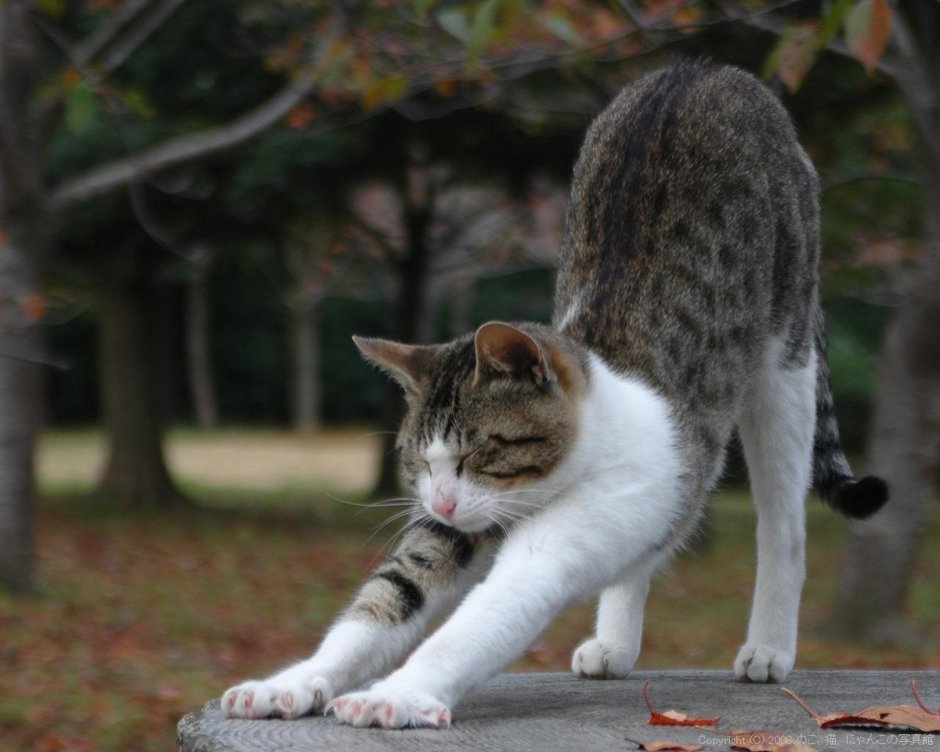 Кошачьи потягушки