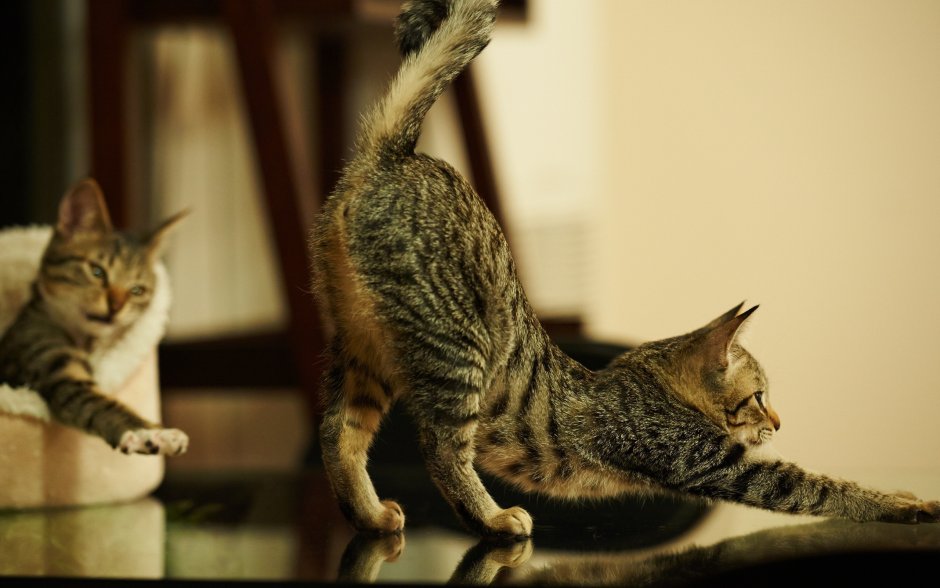 Кошка потягивается