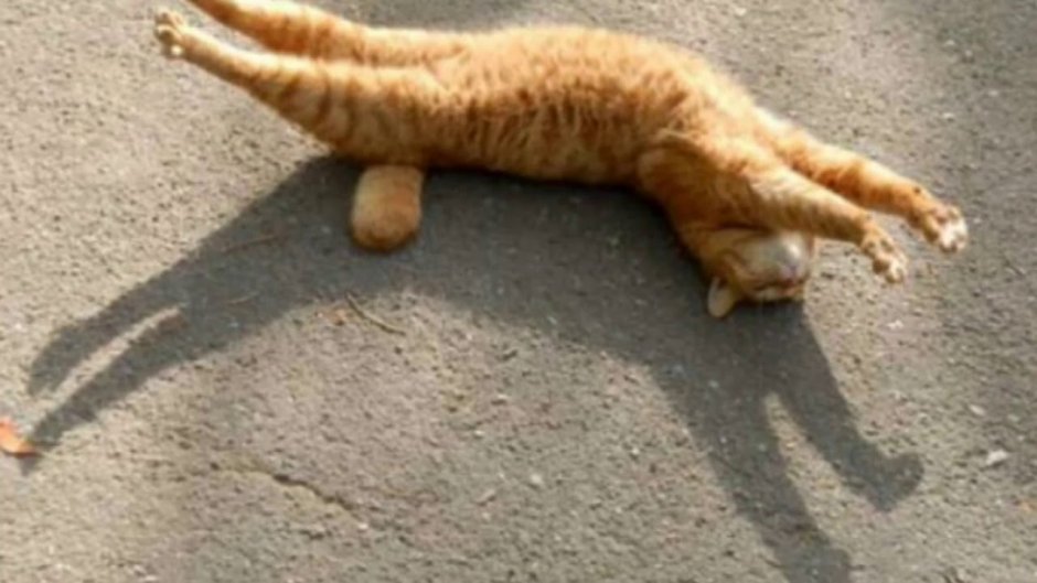 Кошка потягивается