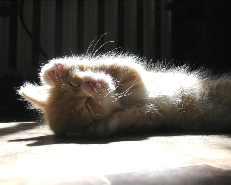 Котёнок и солнышко