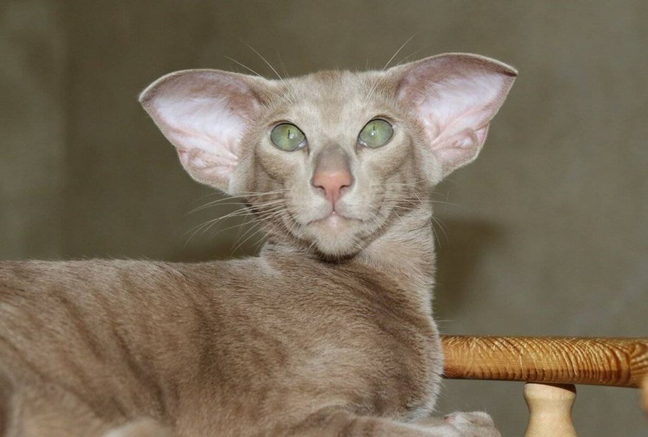 Порода кошек Ориентал