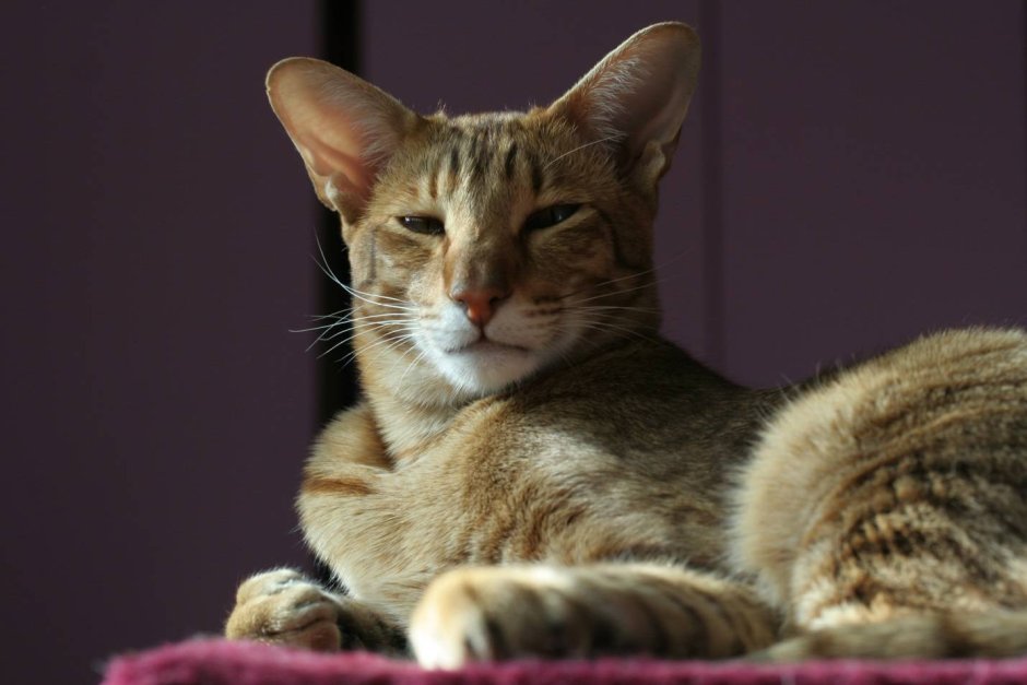 Кошка Ориентал короткошёрстная