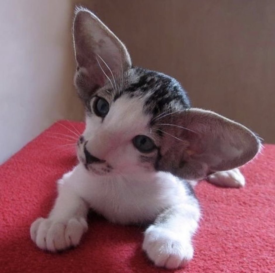 Ушастый кот порода Ориентал