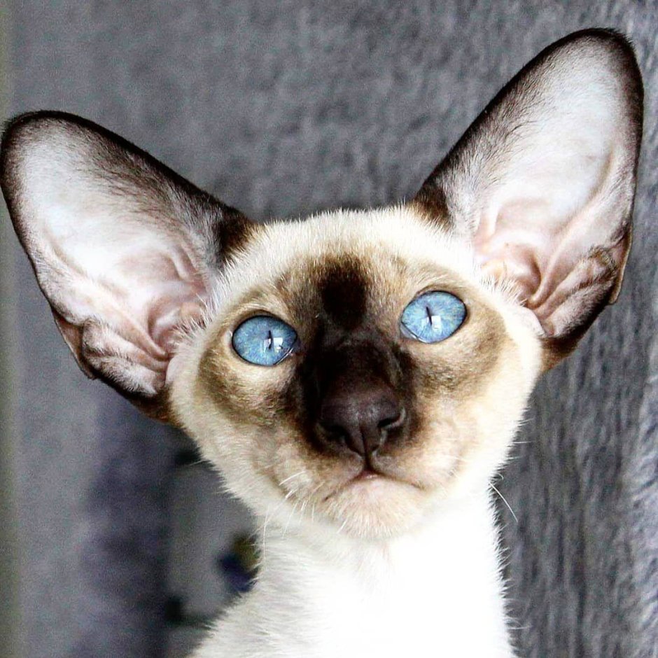 Ушастый кот Ориентал