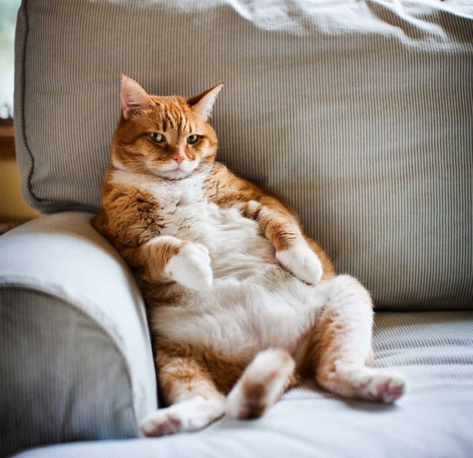 Коты и телевизор