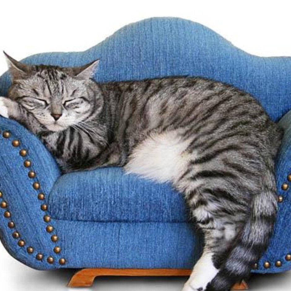 Кот на диване